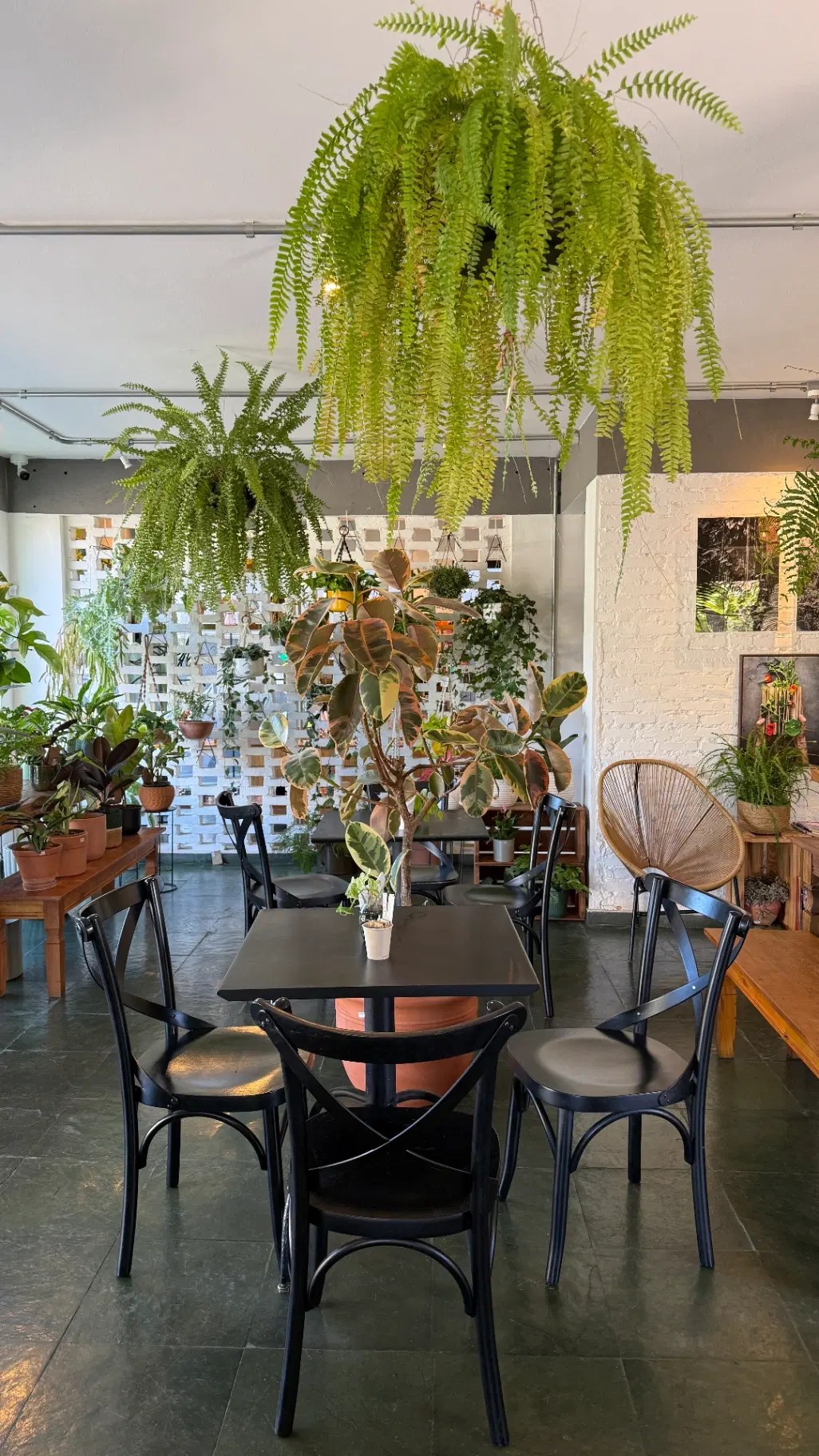 Cooltive • Café e Plantas - Foto 3