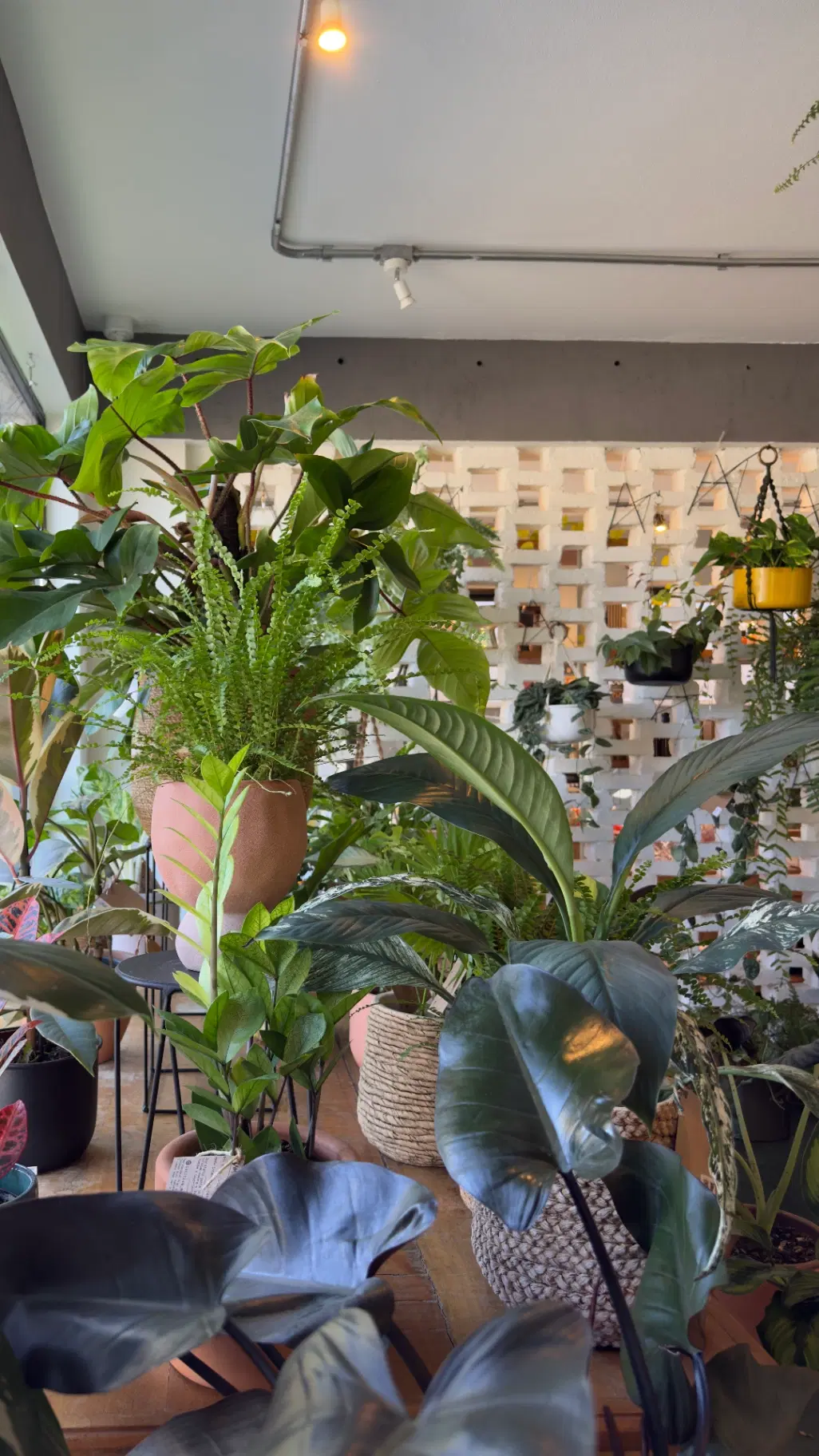 Cooltive • Café e Plantas - Foto 11