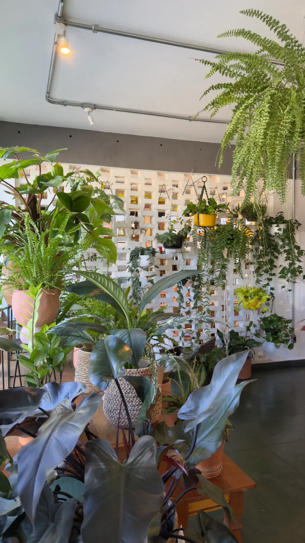 Cooltive • Café e Plantas - Foto 12