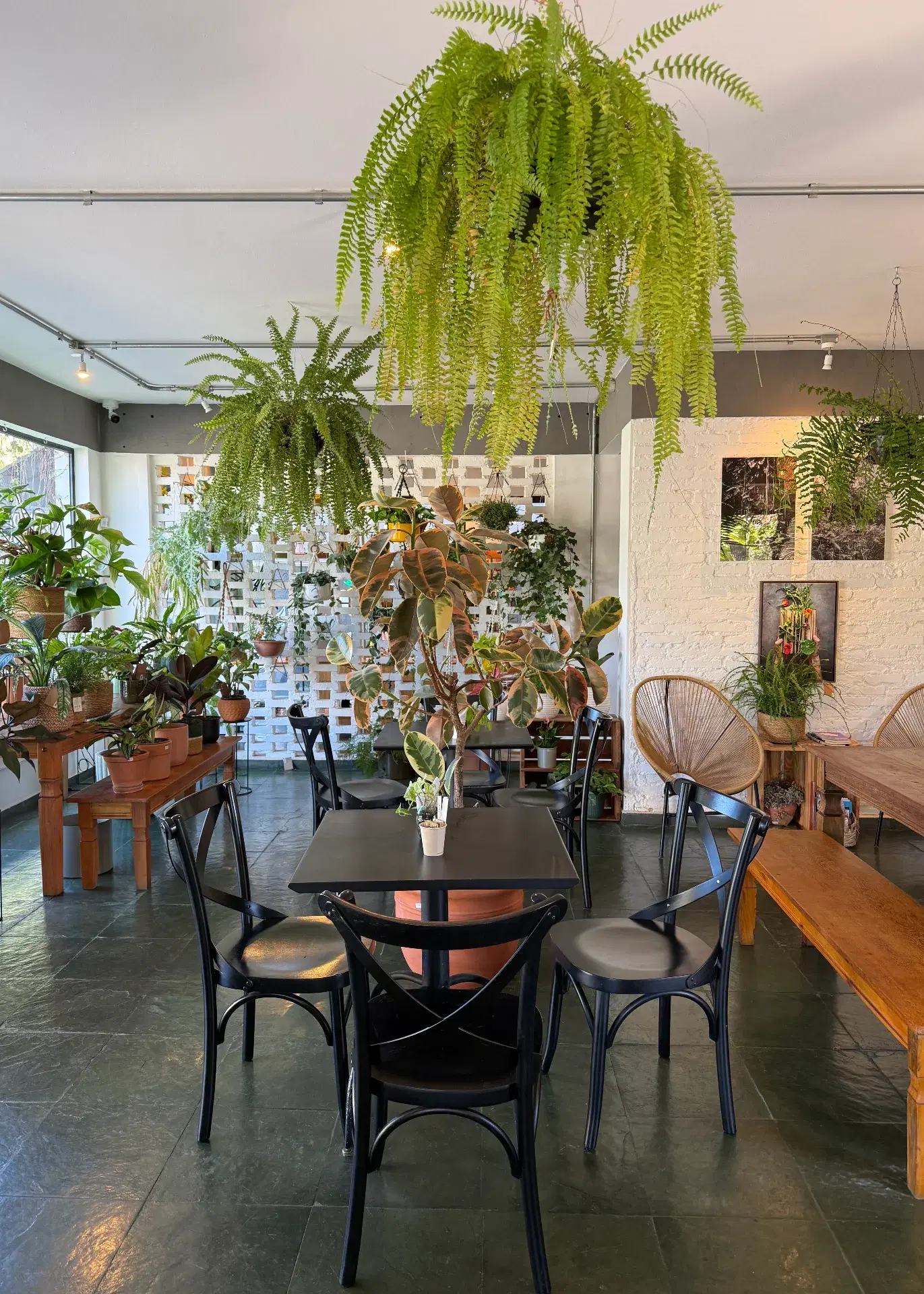 Cooltive • Café e Plantas - Foto 2