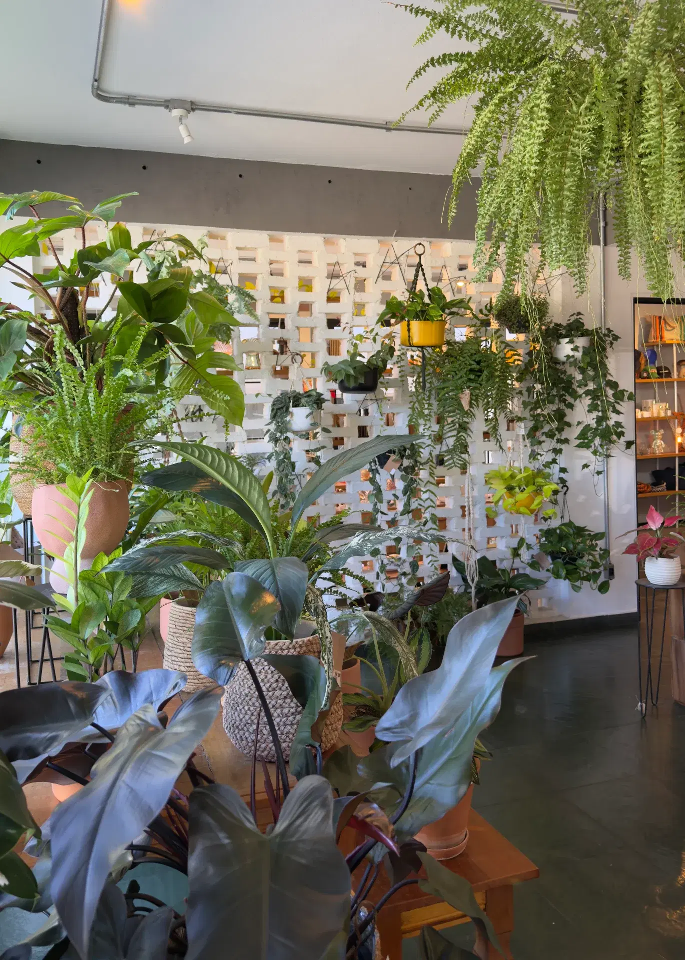 Cooltive • Café e Plantas - Foto 5