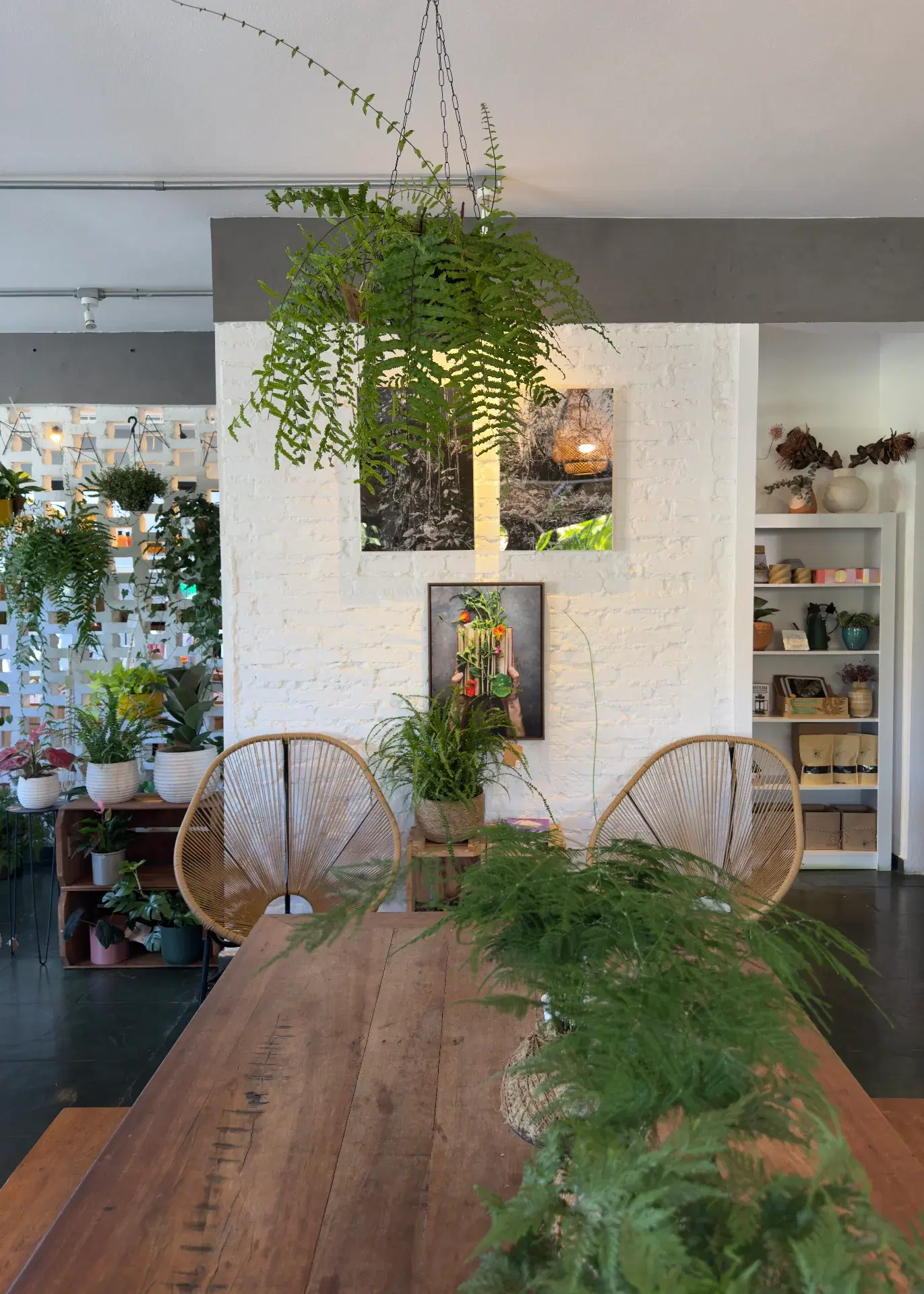 Cooltive • Café e Plantas - Foto 3